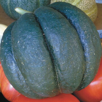 Melons - Noir des Carmes