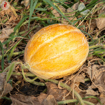 Melons - Esperanza de Oro / Melon d'Espagne