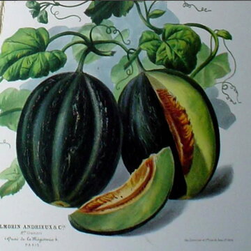 Melons - Mélange de Bourgogne