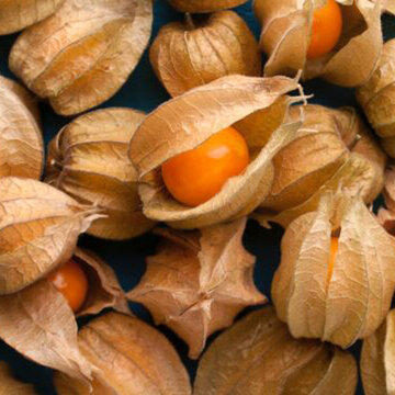 Physalis - Goldie