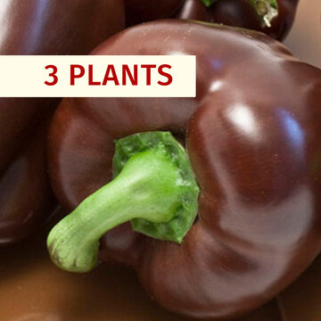 Piments et poivrons - Plants de Piment Doux / Poivron Chocolat / Chocolate Beauty