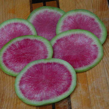 Radis - Watermelon / Misato Rose