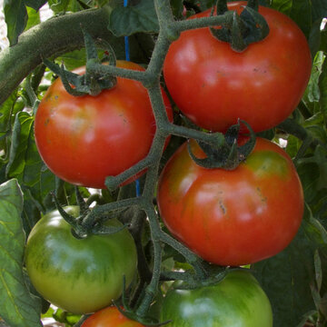 Tomates - Sasha Altaï