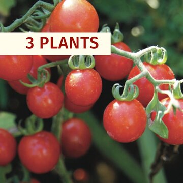 Tomates cerises - Plants de Tomate-Cerise Rouge Barbaniaka