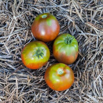 Tomates - Japanese Black Trifele