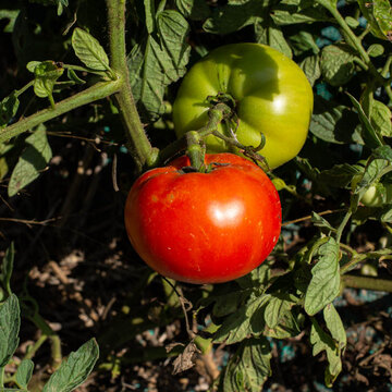 Mélange de graine de tomate cuor di bue bio et de basilic grand