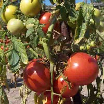 Tomates - Petros