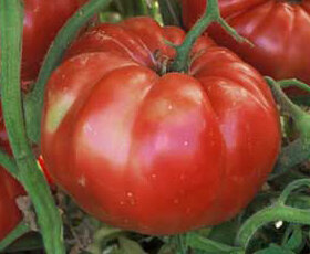 Tomates - Russian Giant