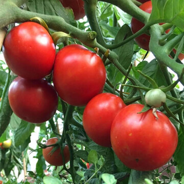 Tomates - Siberian