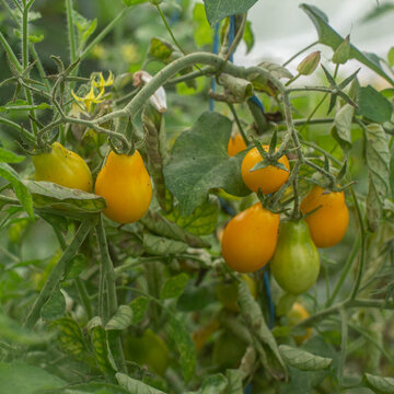 Tomates-Cerises - Fargo Yellow Pear