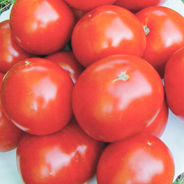 Tomates - Zarianka