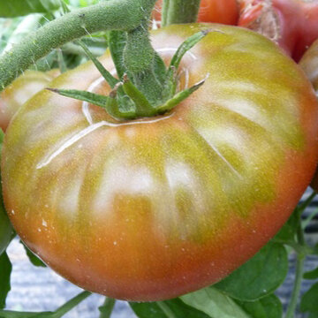 Tomates - Micado Violettor