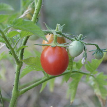 Graines de Tomate Cerise (Lycopersicon esculentum) Cerise - Zamnesia