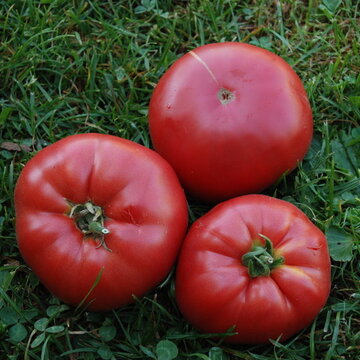Tomates - Pruden’s Purple