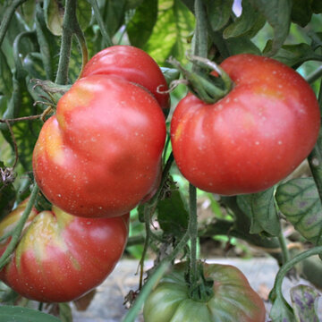 Tomates - Sandul Moldovan