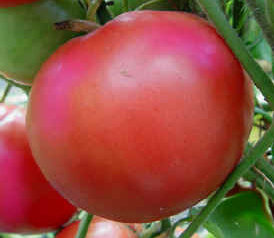 Tomates - Caspian Pink