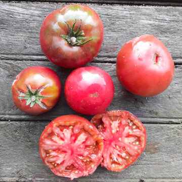 Tomates - Plants de Tomate Noire de Crimée