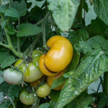 Tomates - White Bush