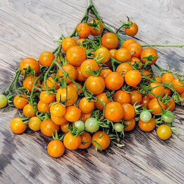 Tomates-Cerises - Orange Centiflor