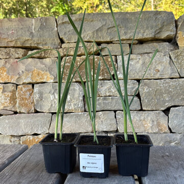 Connaissez-vous vraiment le Romarin ? Une plante aux vertus thérapeutiques  méconnues - France Bleu