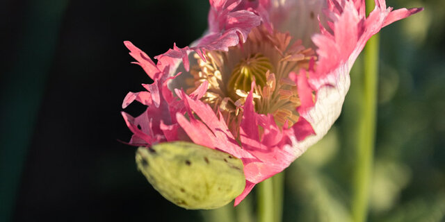 Pavot Amphora - Bio - Jardins de l'écoumène