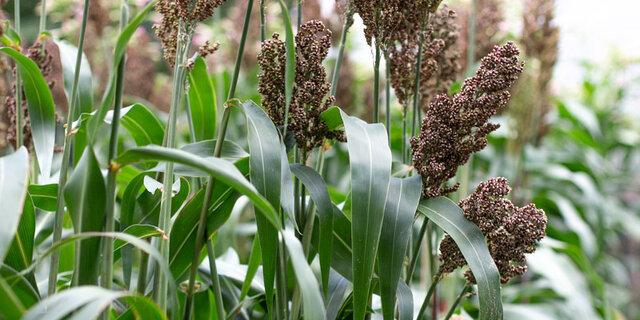 Sorgho Grain : Origines, Variétés et Semis