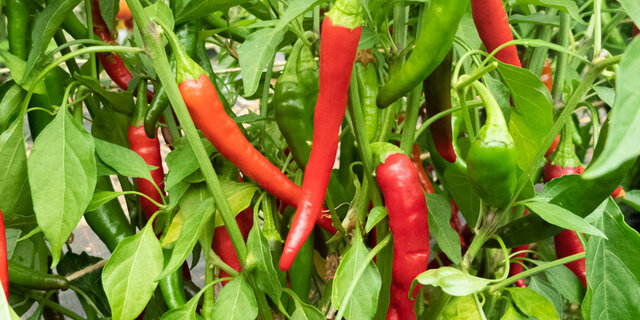 Piment Fort 'Cayenne' / 'Cayenne' Hot Pepper