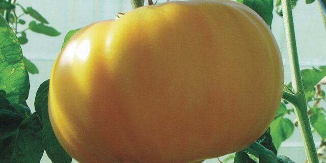 Yellow Brandywine Heirloom Tomato / Tomate Héritière