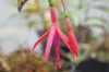 Plants d'arbustes - Fuchsia "Régal" 2 plants bio