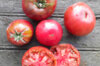 Plants de Tomates - Tomate Noire de Crimée 3 plants bio