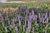 Agastaches - Agastache Fenouil