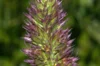 Agastaches - Agastache Fenouil