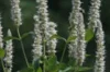 Agastaches - Agastache à Feuilles de Scrofulaire