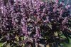 Basilics et Tulsis - Purple Ruffles