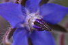 Bourraches - À Fleurs Bleues