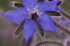 Bourraches - À Fleurs Bleues