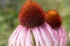 Échinacée - Echinacea angustifolia