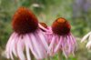 Échinacée - Echinacea angustifolia