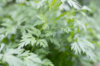 Plants de Fleurs, aromatiques & médicinales - Persil Simple 3 plants bio