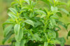 Plants de Fleurs, aromatiques & médicinales - Stevia Plante à sucre 3 plants bio