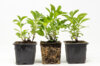 Plants de Fleurs, aromatiques & médicinales - Stevia Plante à sucre 3 plants bio