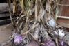 Bulbes d'ail - Bulbes d’Ail violet "De Cagnolle” AB – 250 g - Allium sativum