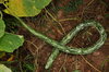 Gourdes - Speckled Snake