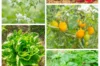 Assortiments Fertiles - Assortiment - Un potager sur balcon 5 sachets