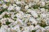 Cosmos - Blanc Pur