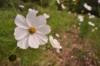 Cosmos - Blanc Pur