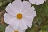 Cosmos - Blanc Pur