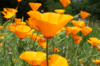 Coquelicots de Californie - Orange