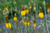 Ratibida - Yellow Prairie
