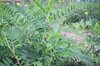 Astragalus - Astragale du Canada
